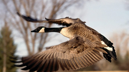 Great Canadian Wild Goose Chase